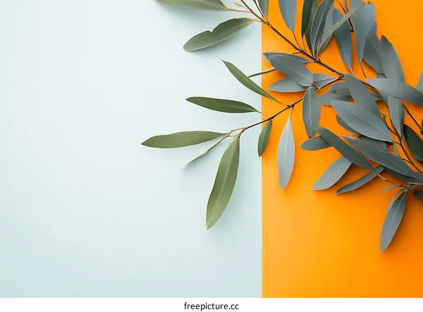 Green Eucalyptus Leaves on Blue and Orange Background