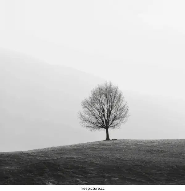 Black and white photo of a lonely tree on a hill