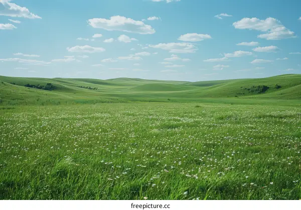 Green rolling hills with white flowers