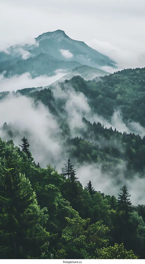 Misty Mountain Forest Landscape