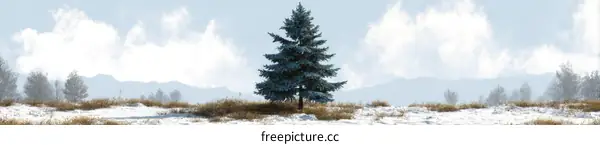 Winter landscape with a single blue spruce tree