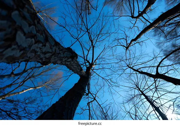 Bare Branches Against a Blue Sky