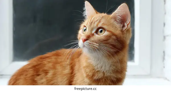 Ginger Cat by the Window