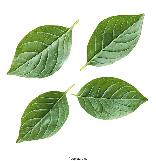 [Transparent Background PNG]Fresh Green Leaves Arranged Symmetrically