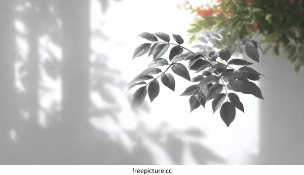 Elegant Plant Shadow on White Wall