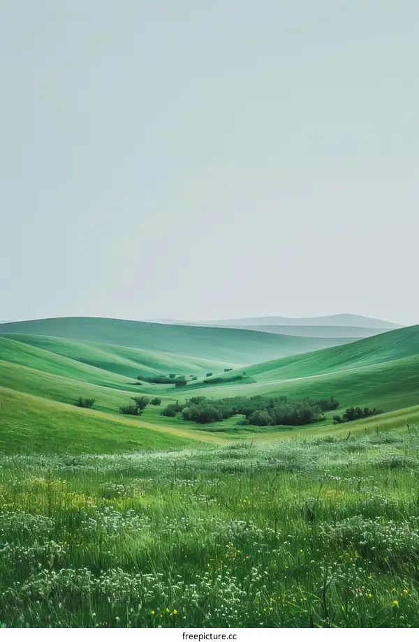 Expansive Verdant Hills Dotted with White Flowers