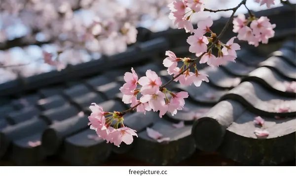 Beautiful Cherry Blossom Flowers Blooming Near Traditional Tiled Roof