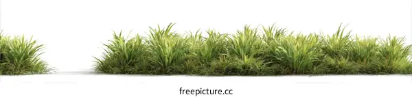 Green Grass Isolated on White Background