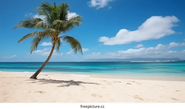 Beach with a Solitary Palm Tree