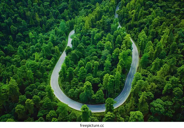 Curving Road Through a Dense Green Forest