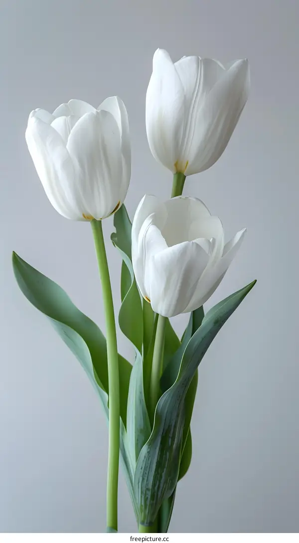 Three white tulips