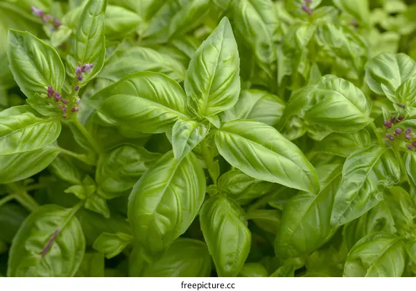 A close-up image of a green basil plant with serrated leaves and purple flowers