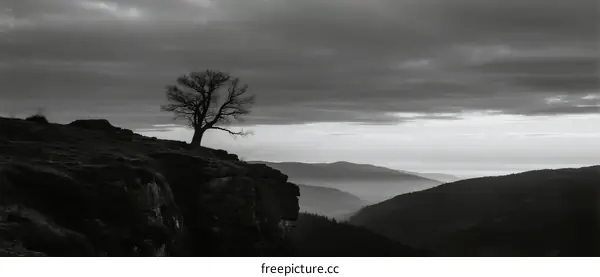 A Solitary Tree Standing on a Rocky Cliff with Overcast Skies