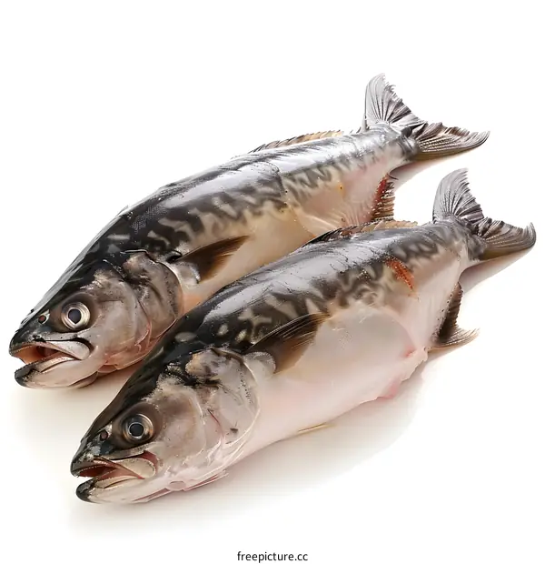 Two freshly caught mackerels on a white background