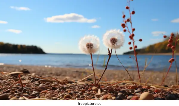 Two Fluffy White Dandelions on a Rocky Lake Shore with a Blue Sky and Red Berries