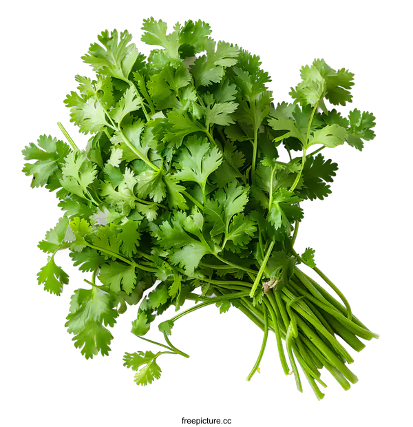 [Transparent Background PNG]Cilantro leaves isolated on white background. Top view. Coriander herb. Fresh green cilantro bunch. Aromatic herb for cooking.