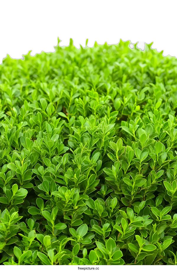 [Transparent Background PNG]Green Bush Leaves Background Texture