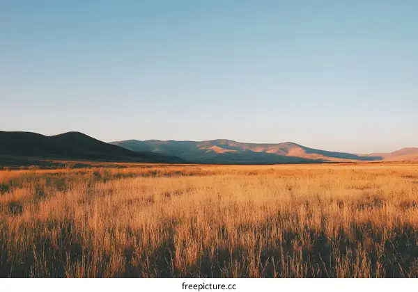 Golden Grass Field with Distant Mountain Range Under a Blue Sky