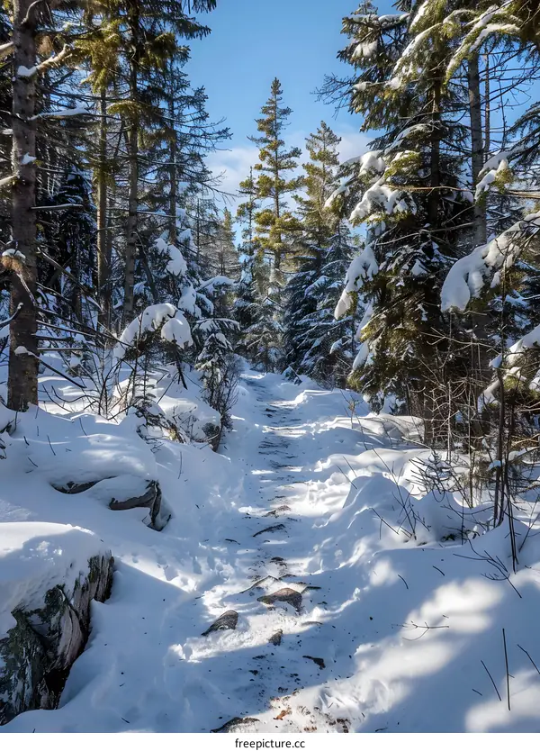 Snowy trail through the winter forest