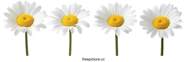 [Transparent Background PNG]Four Daisies in Perfect Alignment