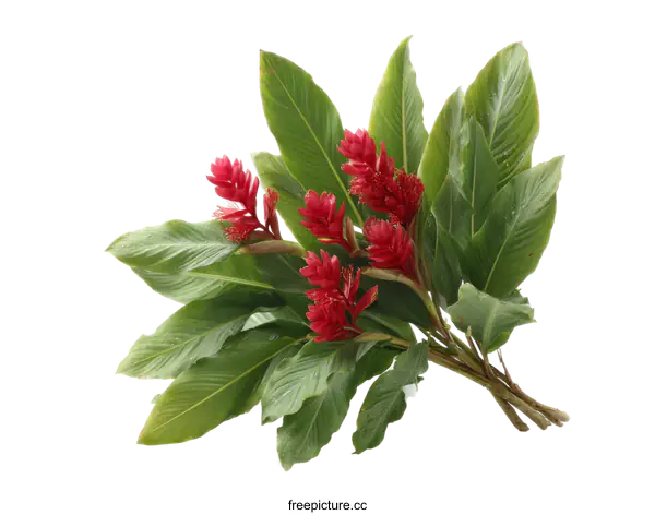 [Transparent Background PNG]Beautiful Tropical Red Ginger Flowers Bouquet