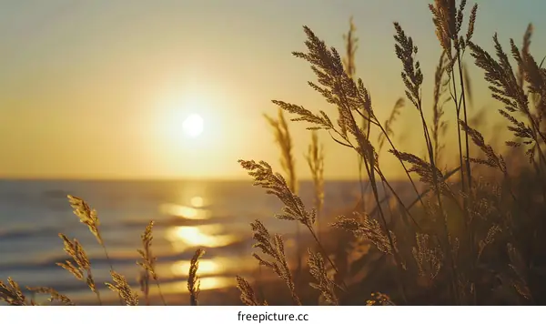 Golden Grass at Sunset by the Sea