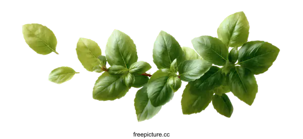 [Transparent Background PNG]Fresh Basil Leaves Illustration