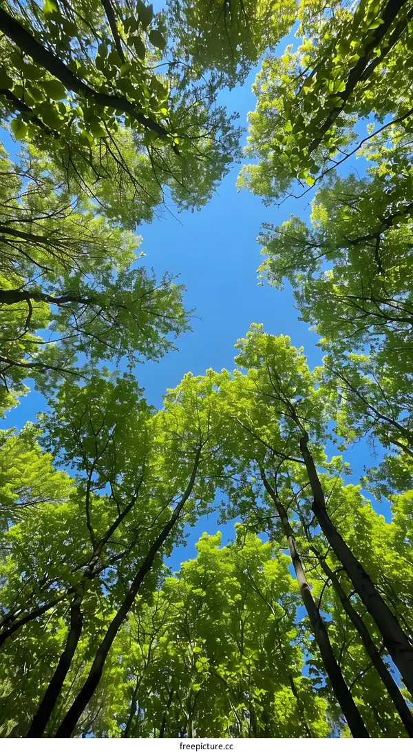 Looking up through the trees to the sky