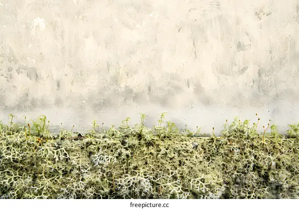 Green Moss on Beige Concrete Wall Background