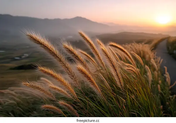 Golden Grass at Sunrise Over Hills