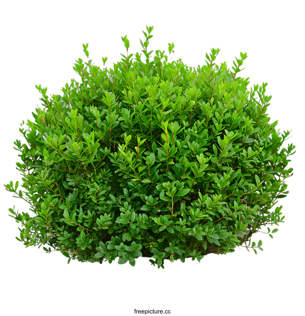 [Transparent Background PNG]Green Bush Isolated on White Background