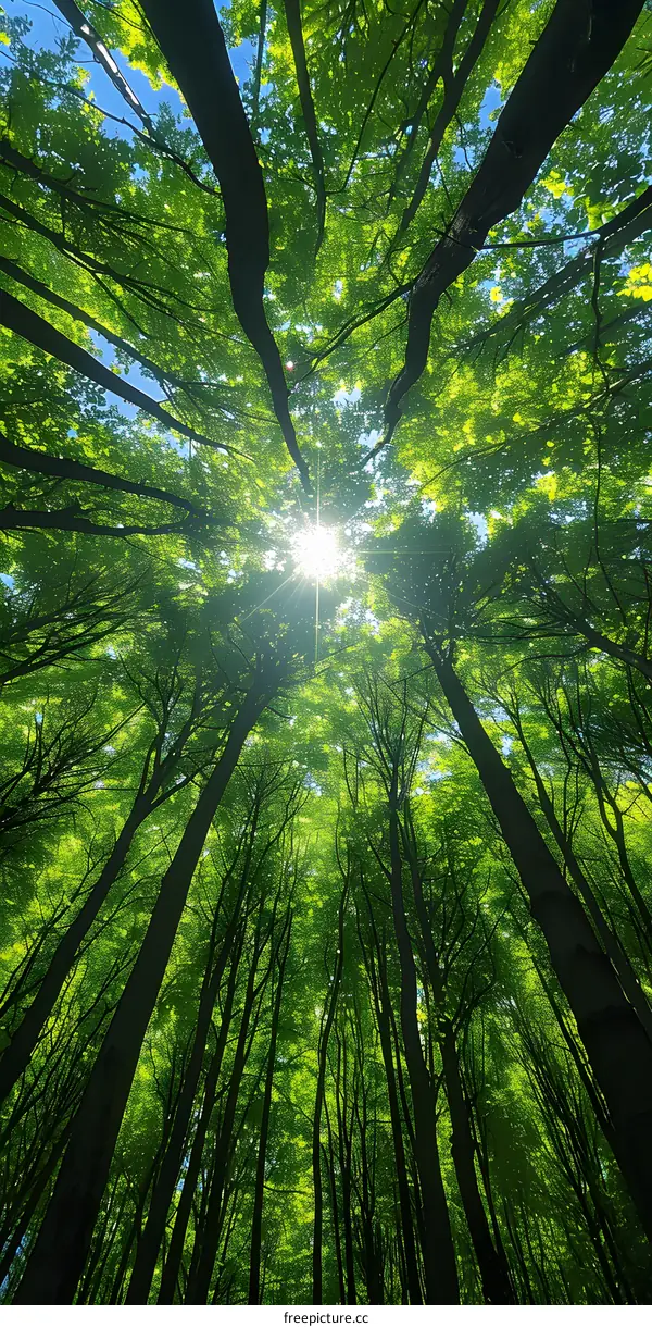 Looking up at the sun through the trees