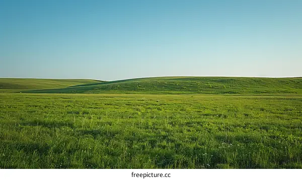 Vast green grassy field under clear blue sky