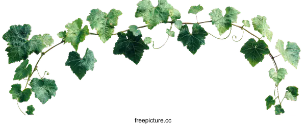[Transparent Background PNG]Beautiful Green Vine with Leaves Border Design