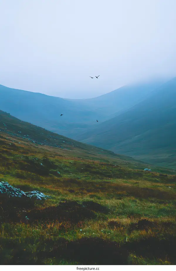 Flying Birds Over Rolling Green Hills in Foggy Weather