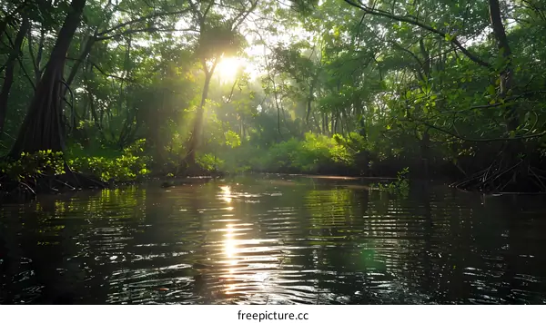 Sunlight Through the Trees in a Tropical Forest