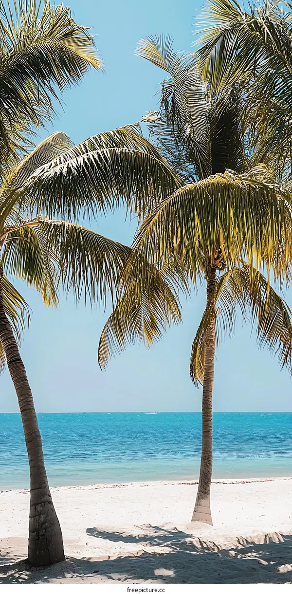Palm Trees On The Beach Under Blue Sky