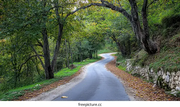 Autumnal Winding Road Through the Woods