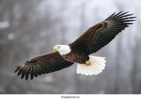 Majestic Bald Eagle in Flight During Winter