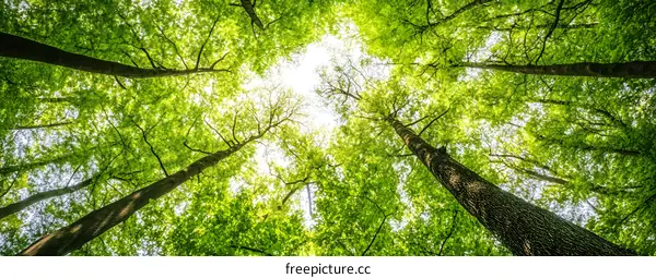 Looking Up At Tall Trees In A Lush Forest