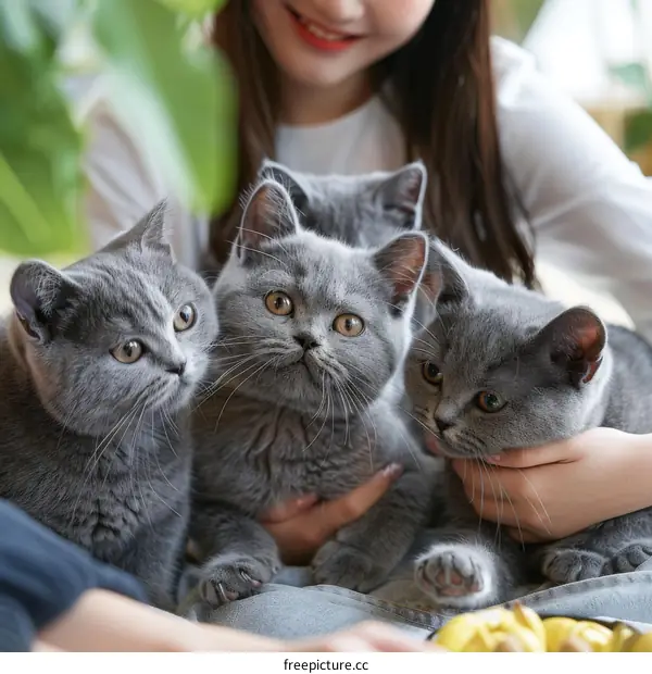 A woman is holding three British Shorthair cats in her arms
