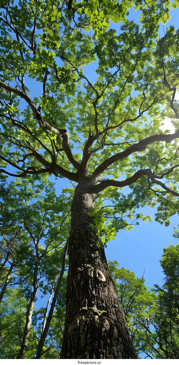 Looking Up at the Canopy of a Tree