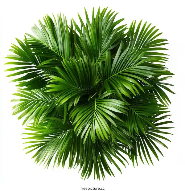 Closeup of a vibrant palm tree leaves