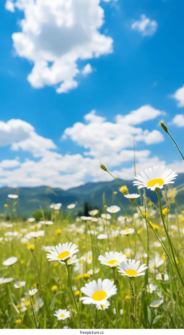 Field of daisies under a blue sky with white clouds