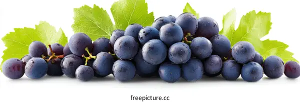 Fresh Blue Grapes with Leaves