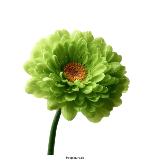 [Transparent Background PNG]Close-up View of a Vibrant Green Gerbera Daisy