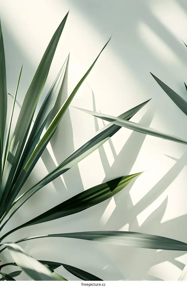 Green Plant Leaves on White Background with Sunlight