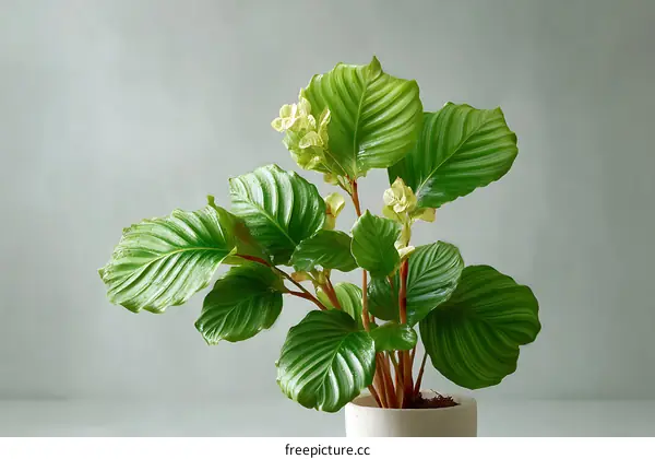 Beautiful Indoor Plant in a Pot