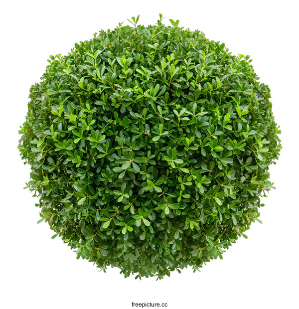 [Transparent Background PNG]Green Bush Top View Isolated on White Background