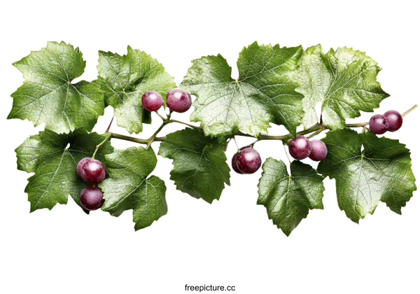 [Transparent Background PNG]Fresh Vineyard Grape Clusters with Leaves